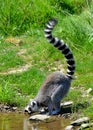 The ring-tailed lemur Lemur catta is a large strepsirrhine primate