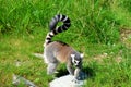 The ring-tailed lemur Lemur catta is a large strepsirrhine primate