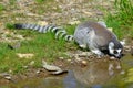 The ring-tailed lemur Lemur catta is a large strepsirrhine primate