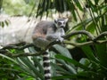 Ring tailed lemur Lemur catta is a large strepsirrhine primate