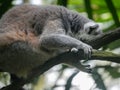 Ring tailed lemur Lemur catta is a large strepsirrhine primate