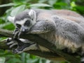 Ring tailed lemur Lemur catta is a large strepsirrhine primate