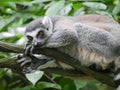 Ring tailed lemur Lemur catta is a large strepsirrhine primate