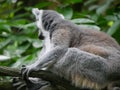 Ring tailed lemur Lemur catta is a large strepsirrhine primate