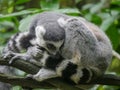 Ring tailed lemur Lemur catta is a large strepsirrhine primate