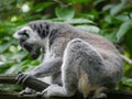 Ring tailed lemur Lemur catta is a large strepsirrhine primate