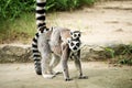 ring-tailed lemur (lemur catta)