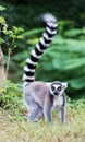 Ring-tailed lemur (lemur catta) Royalty Free Stock Photo