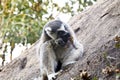 Ring-tailed lemur (lemur catta), madagascar Royalty Free Stock Photo