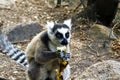 Ring-tailed lemur (lemur catta), madagascar Royalty Free Stock Photo