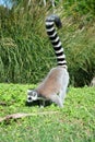 Ring-tailed lemur. Lemur catta. Madagascar
