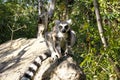 Ring-tailed lemur (lemur catta), madagascar Royalty Free Stock Photo