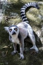 Ring-tailed Lemur, Lemur catta, Madagascar Royalty Free Stock Photo