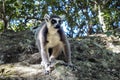 Ring-tailed Lemur, Lemur catta, Madagascar Royalty Free Stock Photo