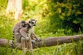 Ring-tailed lemur Lemur catta Royalty Free Stock Photo