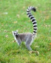 Ring tailed lemur Lemur catta Royalty Free Stock Photo