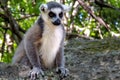 Ring-tailed Lemur, Lemur catta, portrait - Madagascar Royalty Free Stock Photo