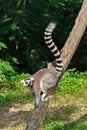 Ring-tailed Lemur,Lemur catta Royalty Free Stock Photo