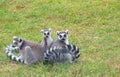 Ring-tailed lemur lemur catta Royalty Free Stock Photo