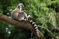 Ring-tailed lemur (Lemur catta) Royalty Free Stock Photo