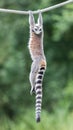 Ring-tailed lemur (Lemur catta) Royalty Free Stock Photo