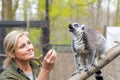 Ring-tailed lemur (Lemur catta)