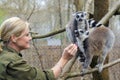 Ring-tailed lemur (Lemur catta)