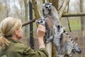 Ring-tailed lemur (Lemur catta)