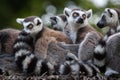 Ring-tailed lemur Lemur catta Royalty Free Stock Photo