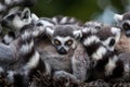 Ring-tailed lemur Lemur catta Royalty Free Stock Photo
