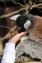 Ring tailed lemur licks the hand of a child Royalty Free Stock Photo