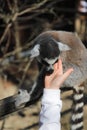 Ring tailed lemur licks the hand of a child Royalty Free Stock Photo