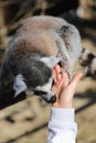 Ring tailed lemur licks the hand of a child Royalty Free Stock Photo