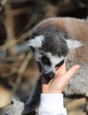 Ring tailed lemur licks the hand of a child Royalty Free Stock Photo