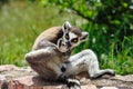 Ring-tailed Lemur licks his leg Royalty Free Stock Photo