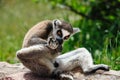 Ring-tailed Lemur licks his leg Royalty Free Stock Photo