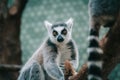 Ring-tailed lemur a limp looking straight at the camera in a zoo with colorful background Royalty Free Stock Photo
