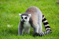 Ring tailed Lemur at Longleat Wildlife Park Royalty Free Stock Photo