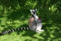 Ring tailed lemur looking at the camera.