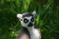 Ring tailed lemur looking at camera