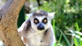 Ring-tailed Lemur Looking Straight at the Camera Royalty Free Stock Photo