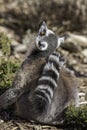 Ring Tailed Lemur looking up