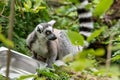 Ring-tailed lemur looks around with fright
