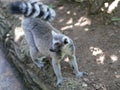 A ring tailed lemur looks backward Royalty Free Stock Photo