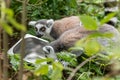 Ring tailed lemur looks around