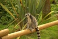 Ring tailed lemur