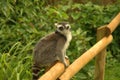 Ring tailed lemur