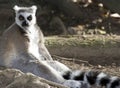 Ring tailed lemur madagascar black white Royalty Free Stock Photo