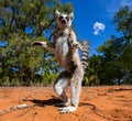 Ring-tailed lemur. Madagascar.