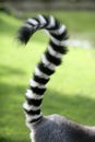 Ring tailed lemur from Madagascar. Question mark s Royalty Free Stock Photo
